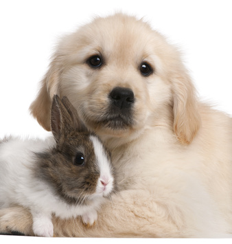 puppy-baby-rabbit-snuggle-no-product-testing-mineral-makeup.jpg