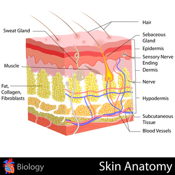 skin-anatomy-showing-skincare-absorption-penetration-skin.jpg