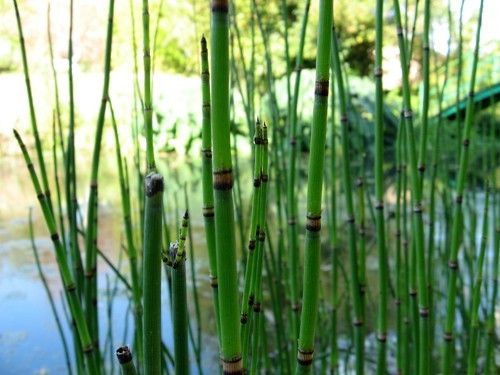 Equisetum hyemale Water Plants-None-9 cm Pond Plants Dutch Rush - Marginal Pond Plants