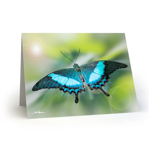 Butterfly 3 - HP100