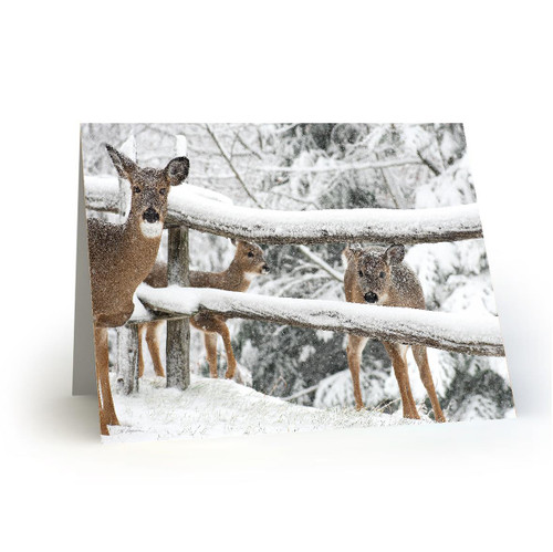 Deer 1 - HP100
