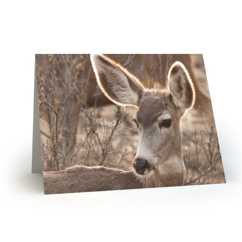 Oh Deer