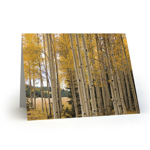 Quaking Aspens