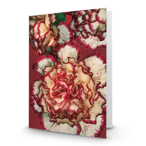 3 Carnations - MT100