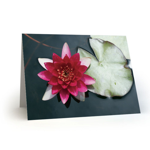 Pink Water Lily with Lily Pad - CC100