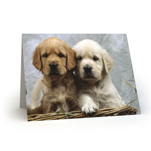 Basket Buddies