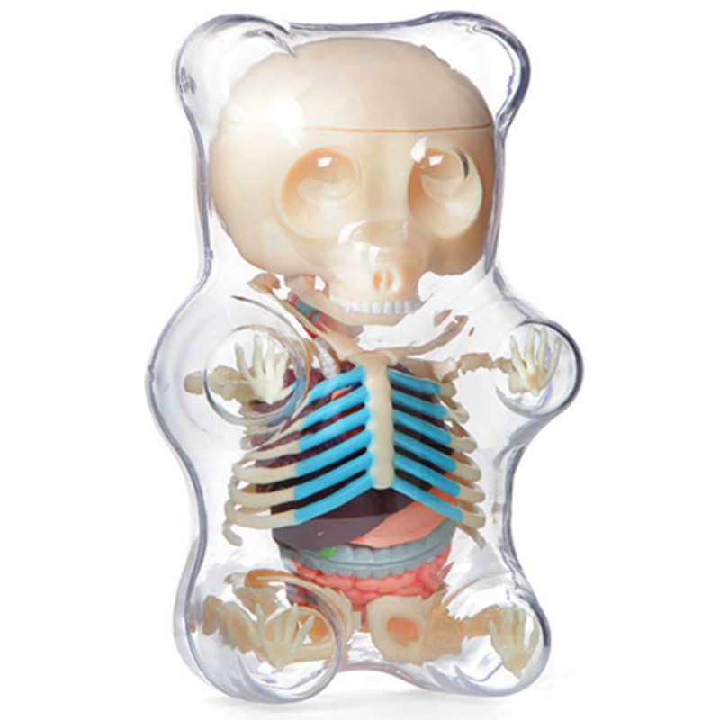 Gummi Bear Anatomy : Clear