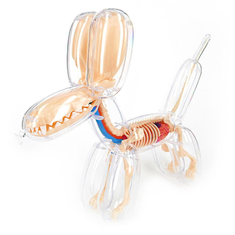 Balloon Dog Anatomy : Clear