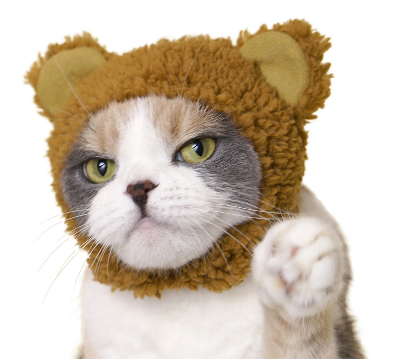Cat Cap Bear : Blind Box