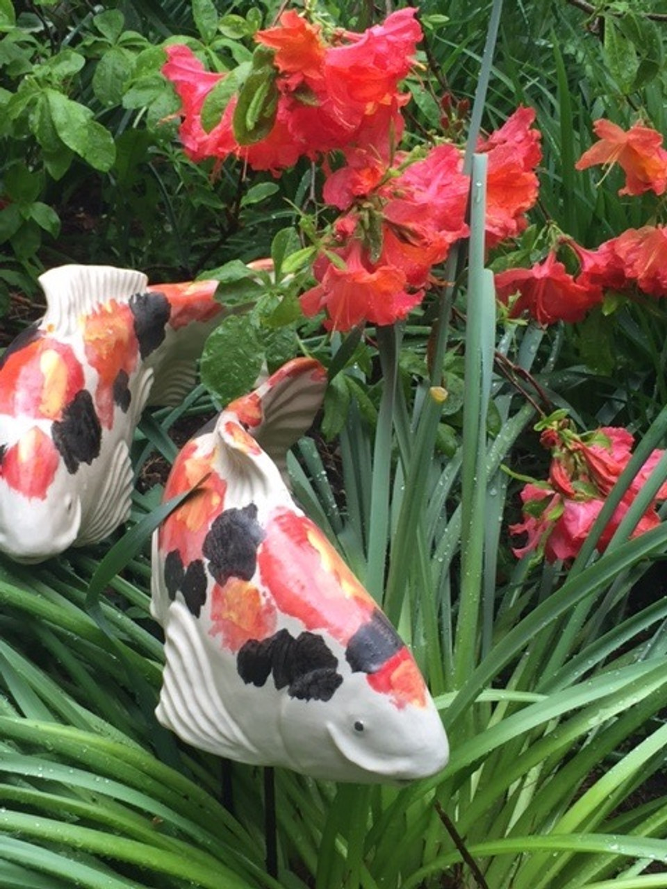 Kohaku koi with black Fish In The Garden LLC
