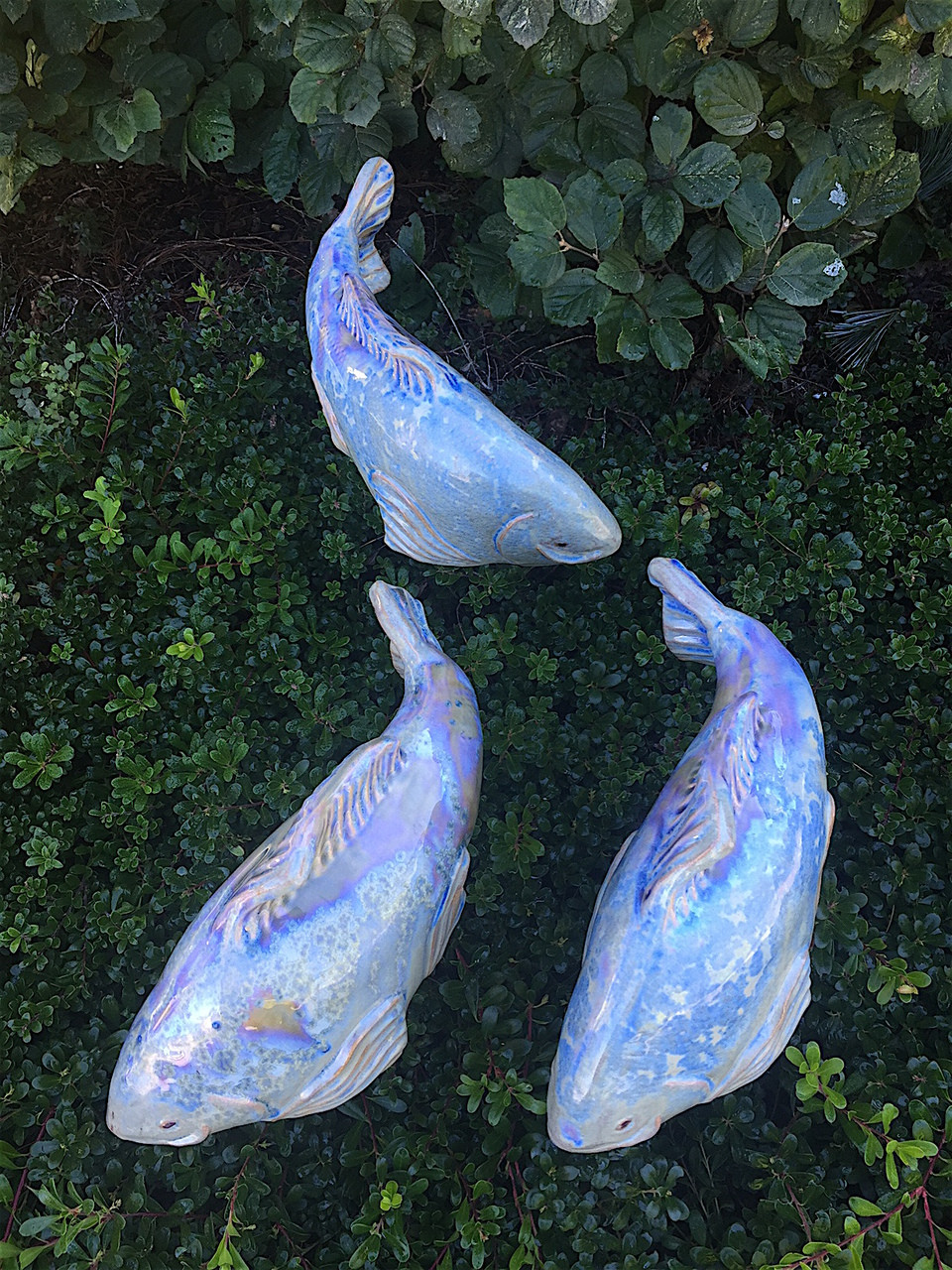 New Blue Crystal koi Fish In The Garden LLC
