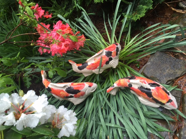 Kohaku koi with black Fish In The Garden LLC
