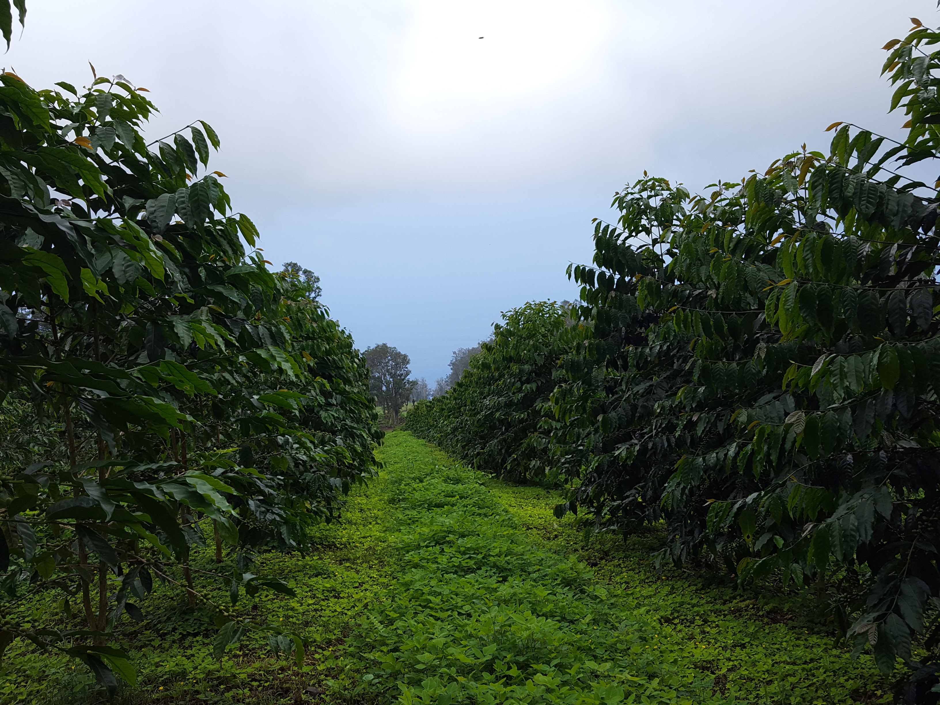 coffee plantation tour kona