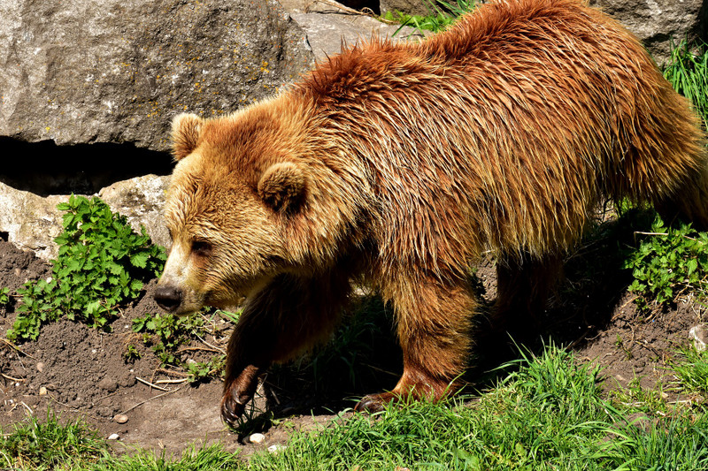 Bear Safety Tips