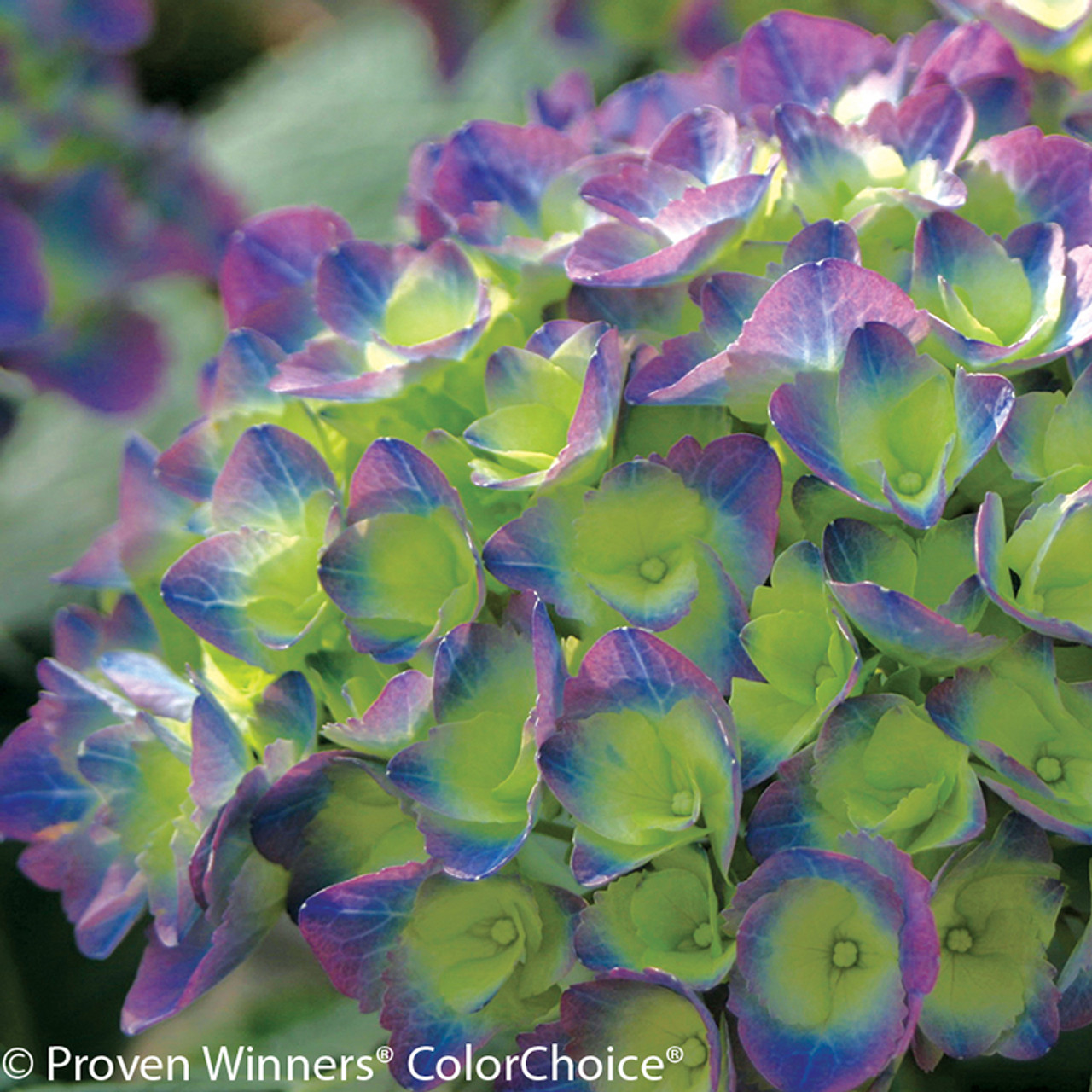 cityline rio hydrangea plant addicts