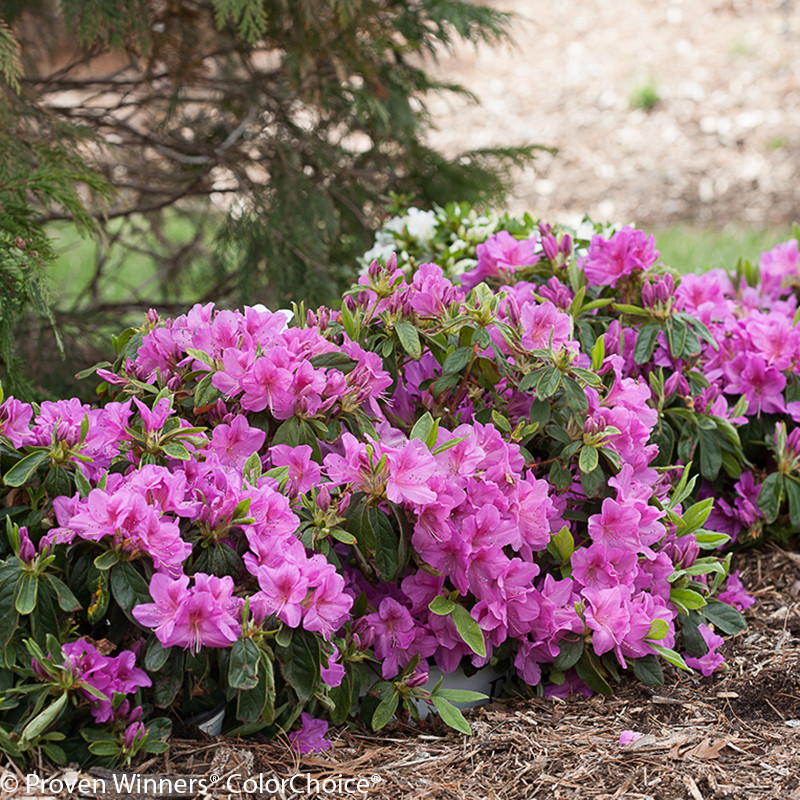 Bloom-A-Thon® Lavender Azalea Shrubs | Plant Addicts