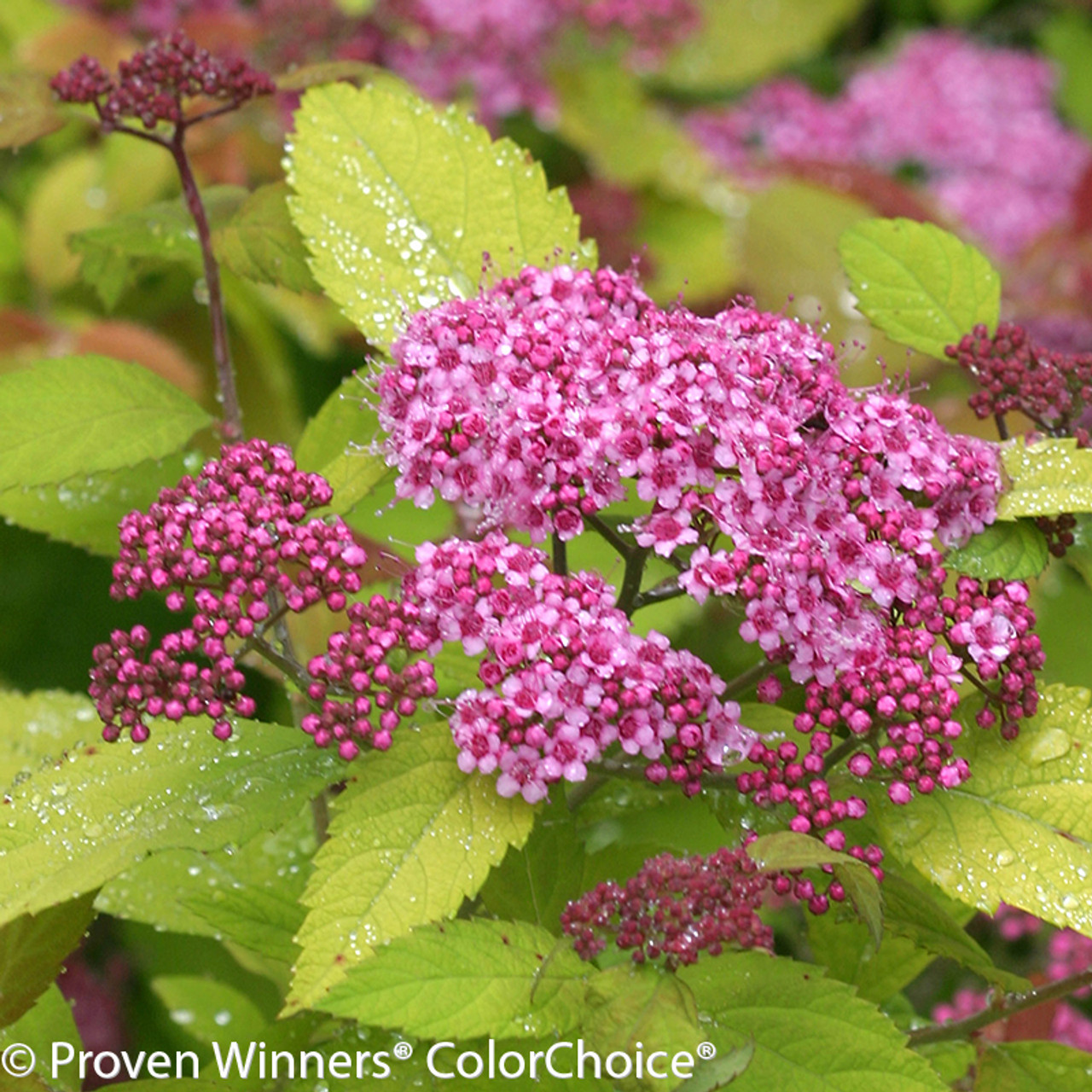 double play big bang spirea plant addicts