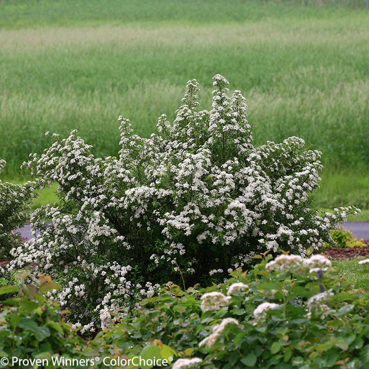 Wedding Cake Shrub Wedding Cake Shrub