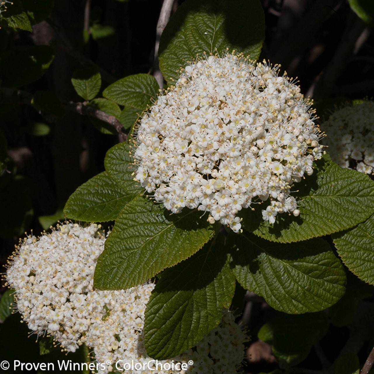 red balloon viburnum plant addicts