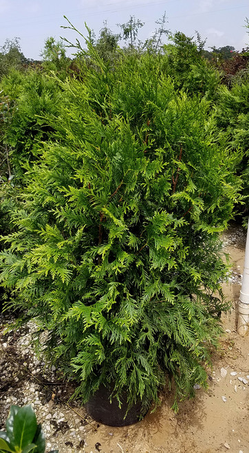 green giant arborvitae plantaddicts com