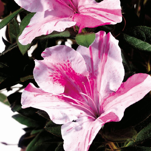autumn carnation encore azalea autumn carnation encore azalea