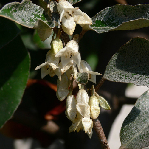 Olive Martini Elaeagnus