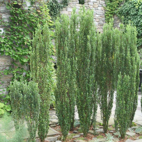 Dwarf Burford Holly Plantaddicts Sky Pencil Holly