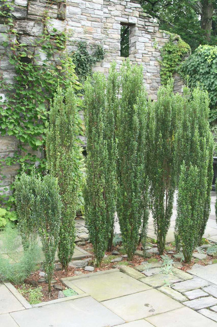 Sky Pencil Holly Plantaddicts Sky Pencil Holly Hedge In The Landscaping