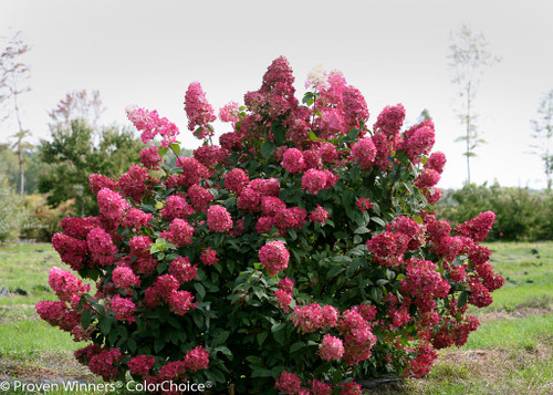 fire light hydrangea plant addicts light pink hydrangea bush