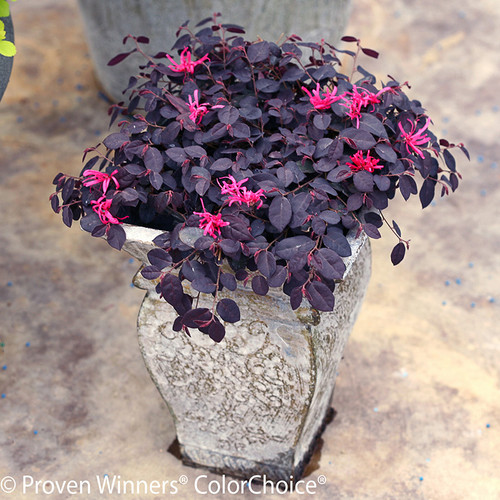 Jazz Hands® Dwarf White Loropetalum Shrubs Plant Addicts