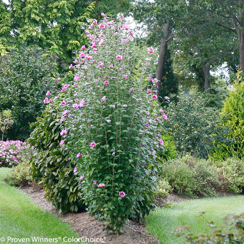 Ruffled Satin® Rose of Sharon Plant Addicts Ruffled Satin® Rose of Sharon Plant Addicts