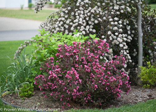 746 Best Garden Shrubs Images In 2020 Shrubs Garden Plants