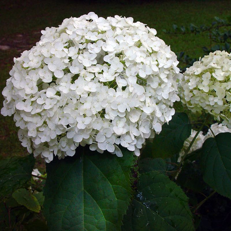 Smooth Hydrangeas | Hydrangea arborescens | Plant Addicts