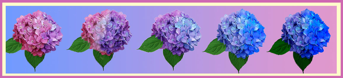 Hydrangea Color Chart