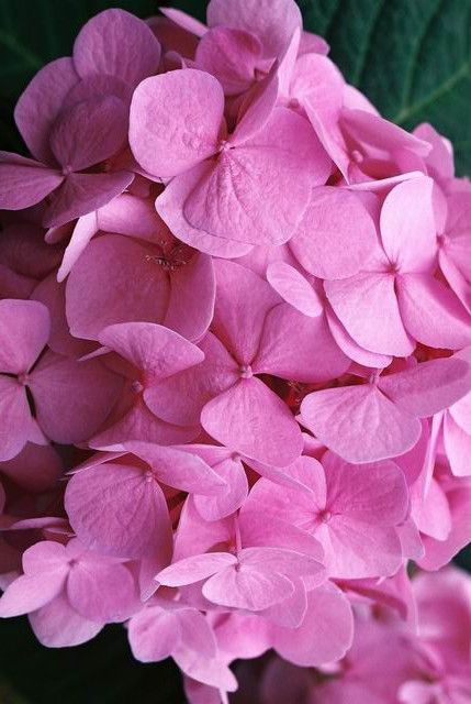 Changing Hydrangea Color to Pink Changing Hydrangea Color to Pink