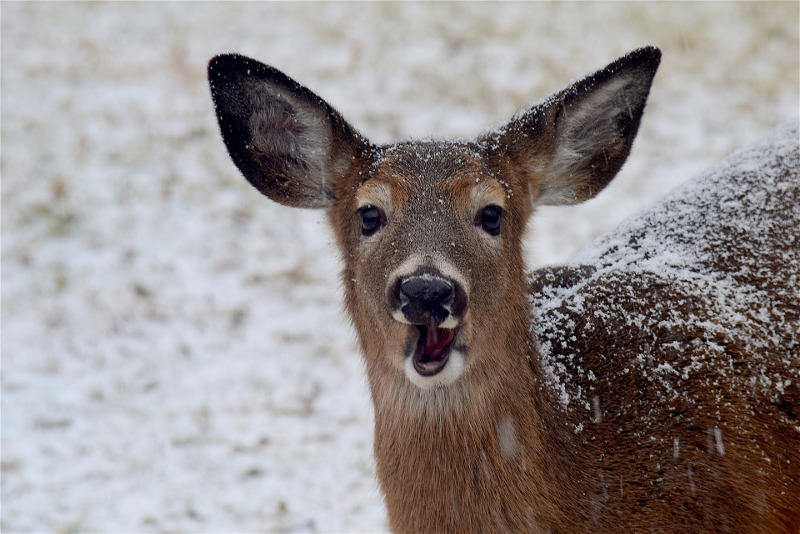 deer-eating-during-winter.jpg