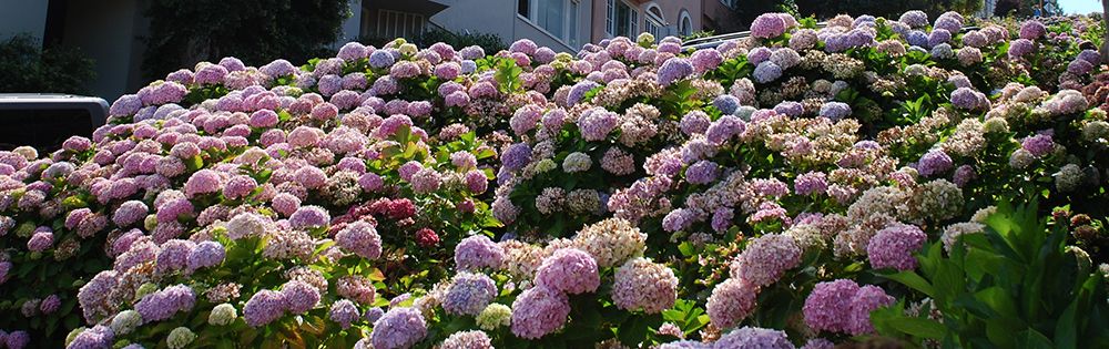 fertilizing-hydrangeas-in-san-francisco.jpg