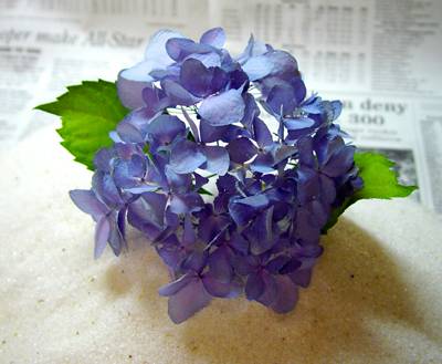 Drying & Preserving Hydrangeas