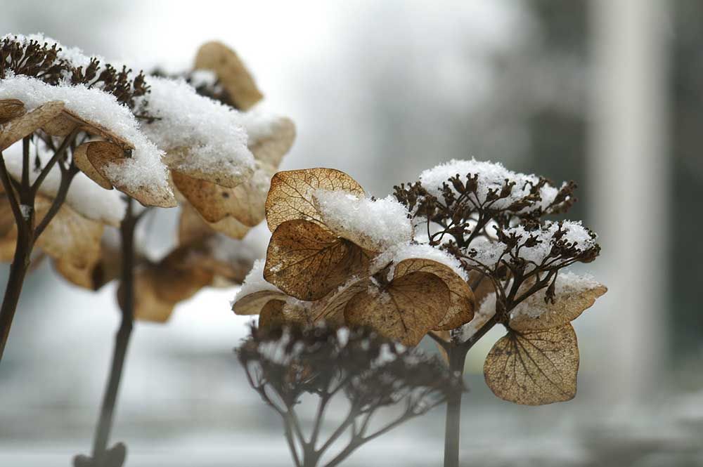 hydrangea-in-the-winter-compressor.jpg