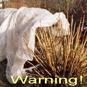 hydrangea-in-the-winter-covered-in-plastic-2-compressor.jpg