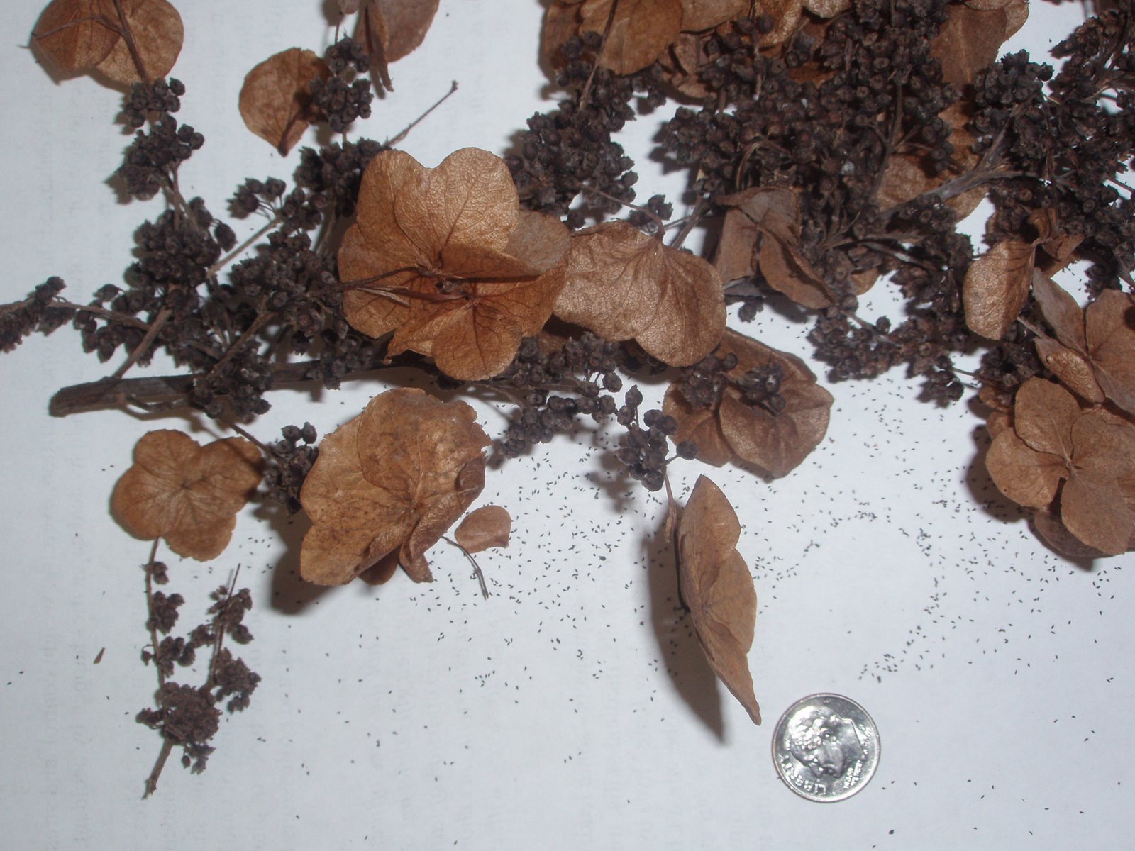 Image of Blue hydrangea seeds germinating