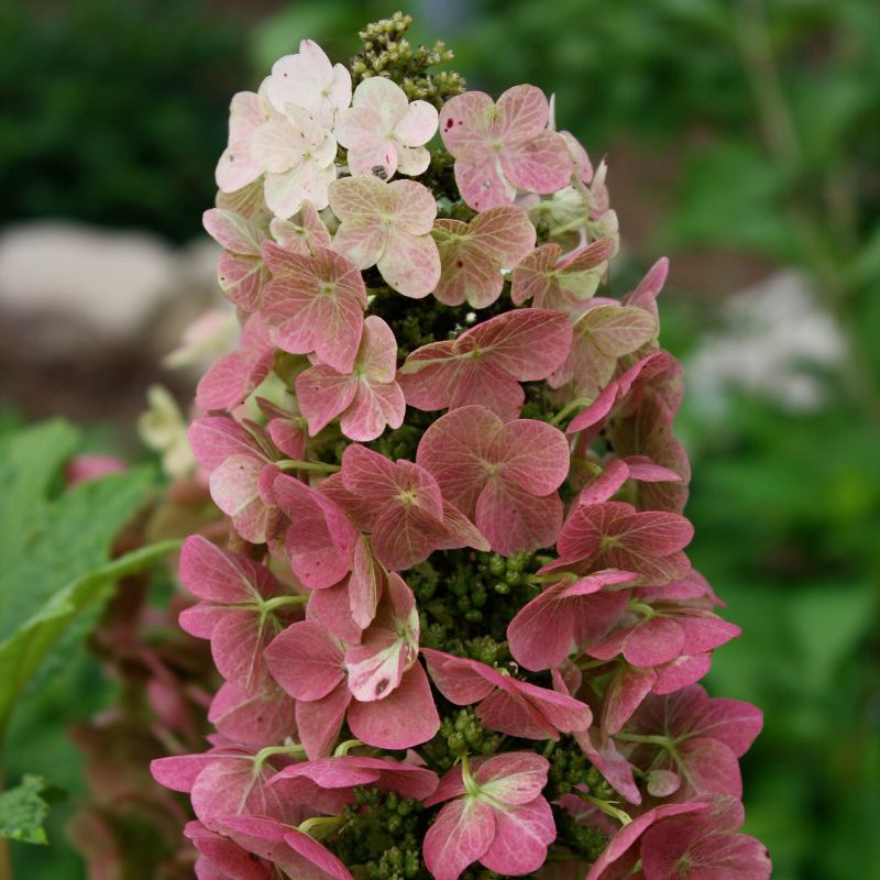 Jet Stream Hydrangea à feuilles de chêne