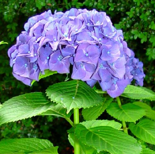 Fregador Hortensia Formulario