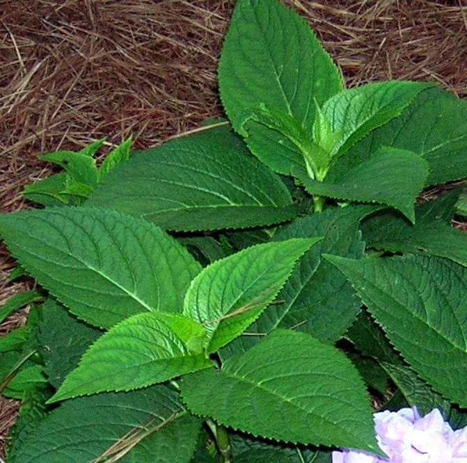 boerenhortensia Bladeren