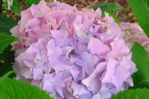  Pétales d'Hortensia de Tête de Mope 