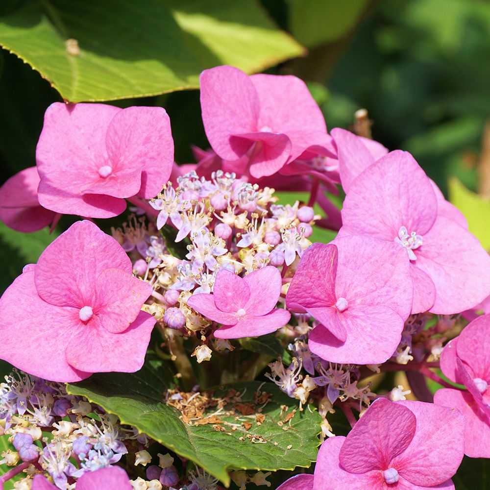 Mountain Hydrangeas Hydrangea macrophylla ssp. Serrata Plant Addicts