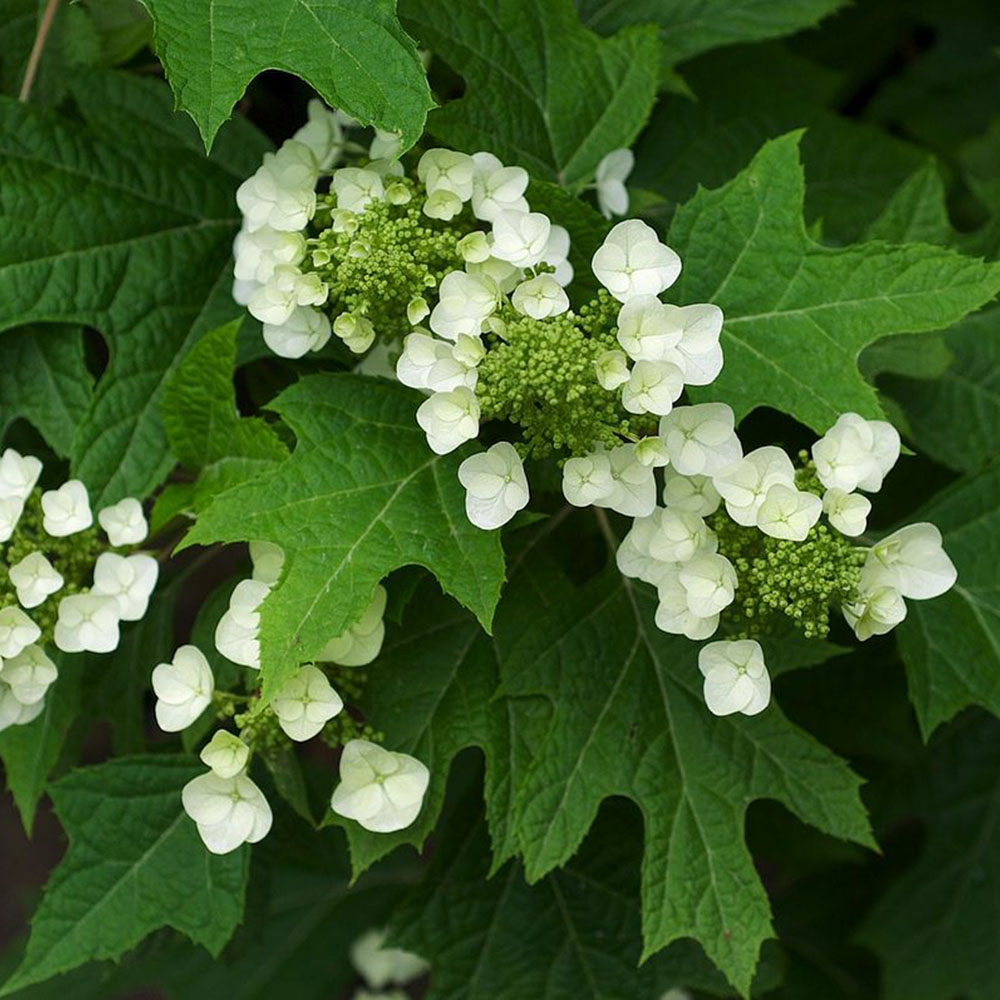 oakleaf-hydrangea-cropped.jpg