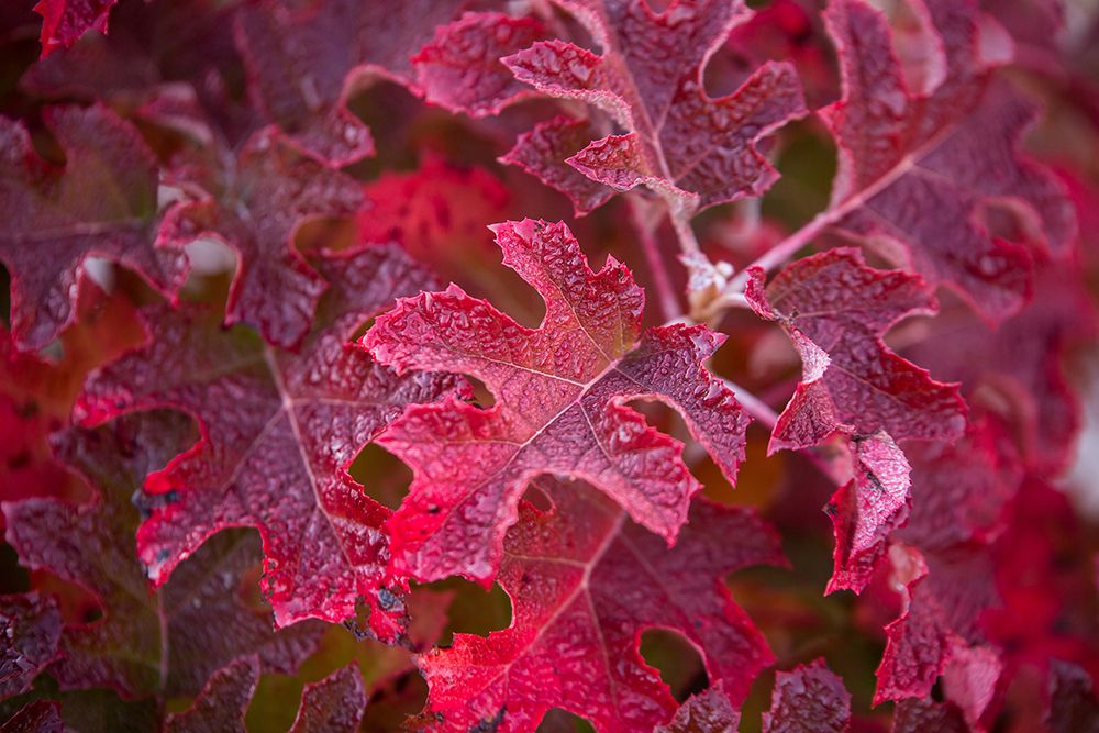 oakleaf-hydrangea-foliage-changing-colors-compressor.jpg