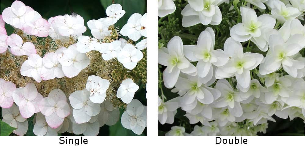 La feuille de chêne à pétales de fleurs simples et doubles