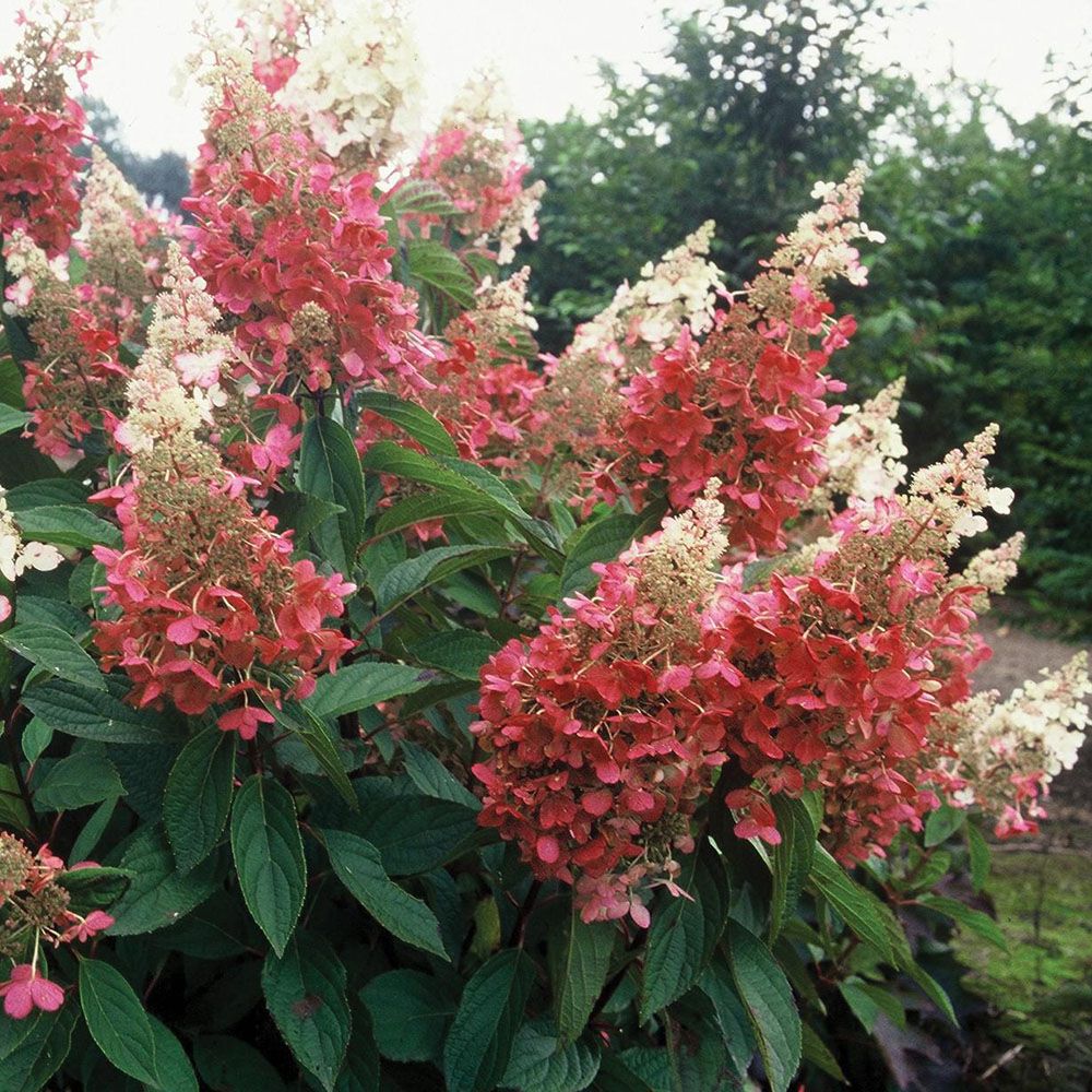 panicle-hydrangea-cropped-compressor.jpg